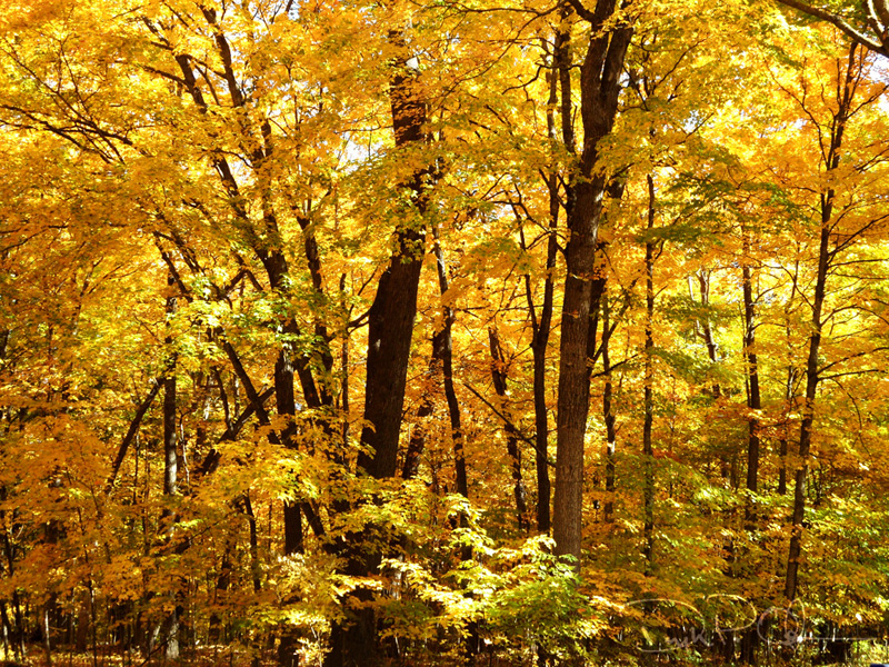 Autumn_02_1000