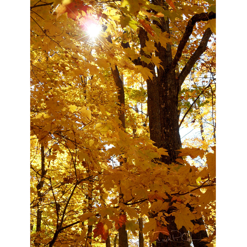 Autumn_07_1000