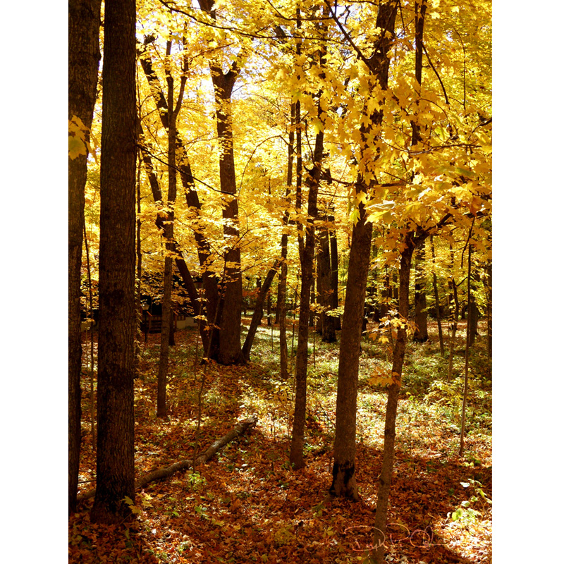 Autumn_10_1000